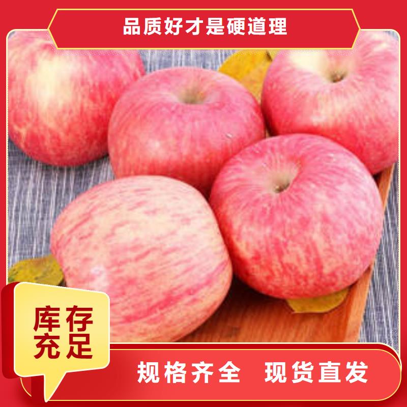 红富士苹果苹果种植基地好厂家有担当