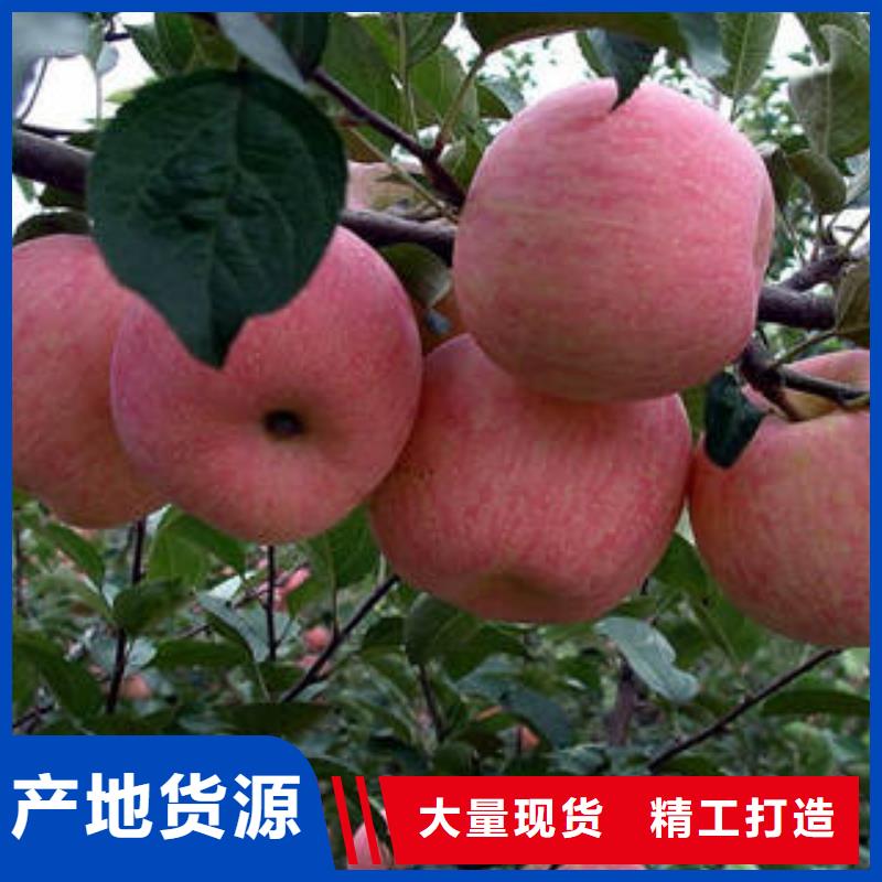 红富士苹果苹果批发一周内发货