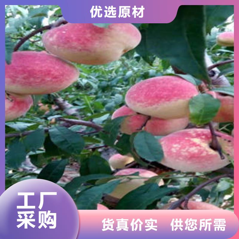 【桃树苗花椒苗来图加工定制】