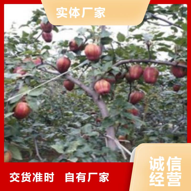 【梨树苗】蓝莓苗厂家精选