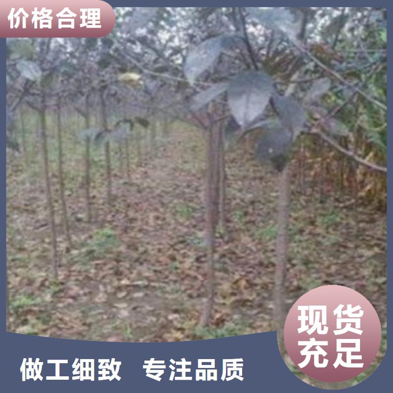 【梨树苗李子苗源头厂家来图定制】