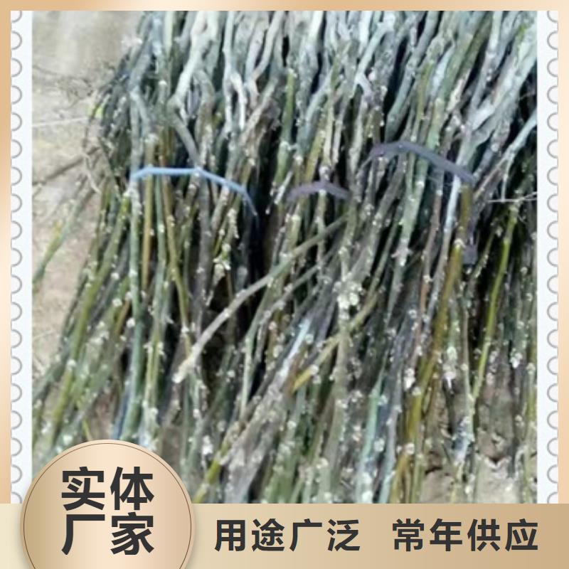 核桃苗桃树苗好货有保障