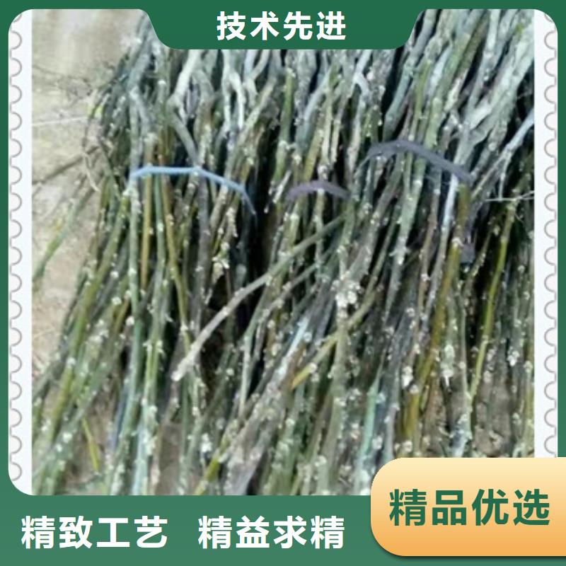 核桃苗梨树苗严格把控每一处细节