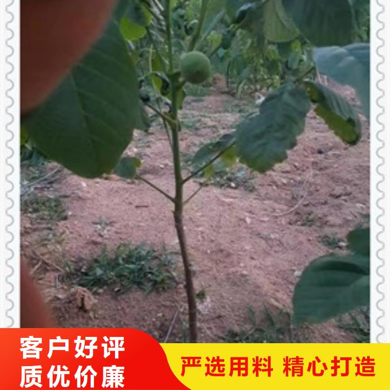 核桃苗【梨树苗】好品质经得住考验