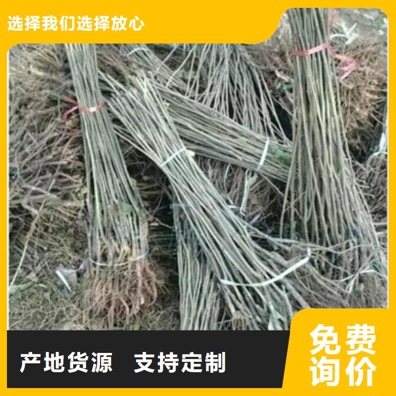 板栗苗梨树苗精工打造