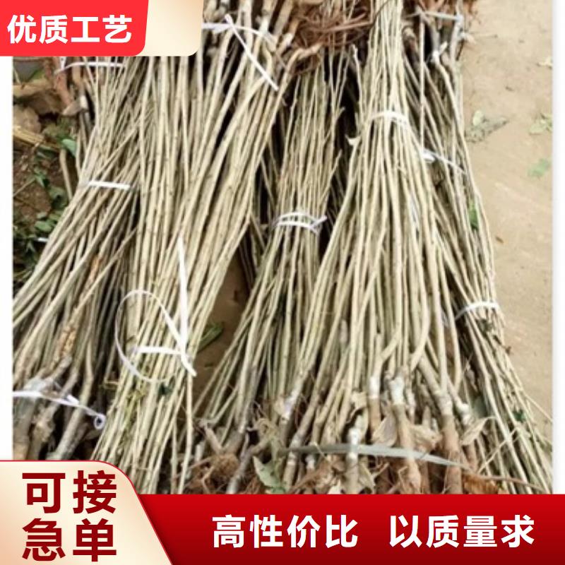 板栗苗梨树苗精工打造