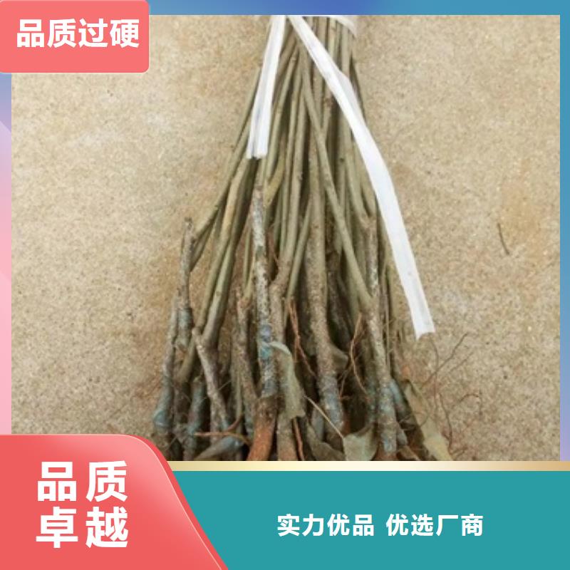 【板栗苗-核桃苗品质有保障】