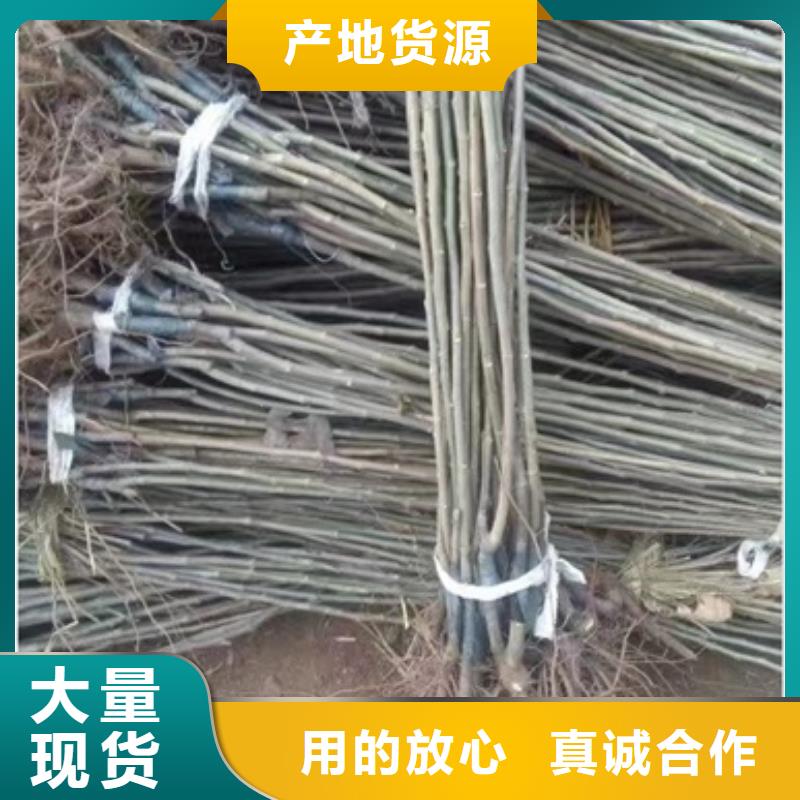 板栗苗花椒苗按需设计