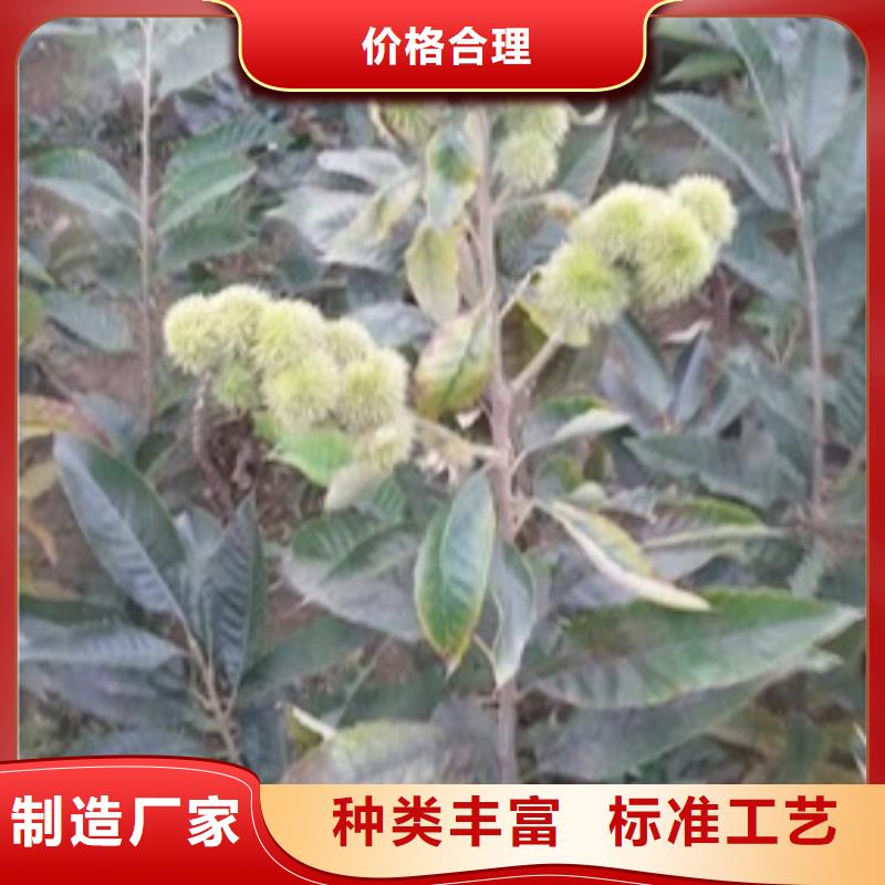 板栗苗苹果苗随心所欲定制