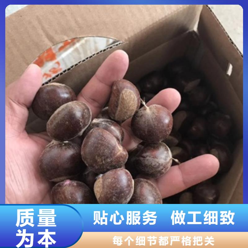 板栗苗桃树苗同行低价