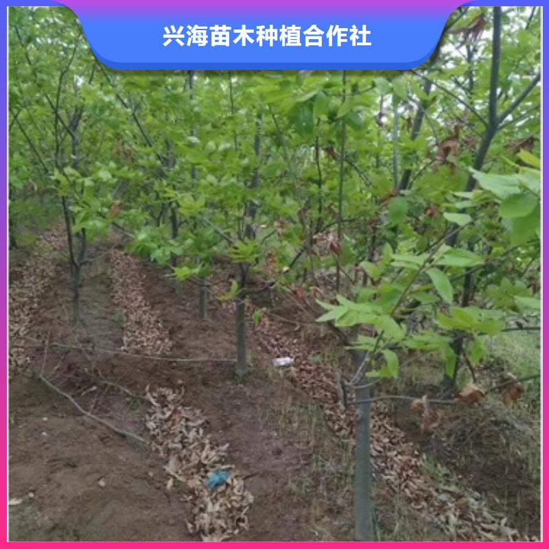 板栗苗苹果苗随心所欲定制