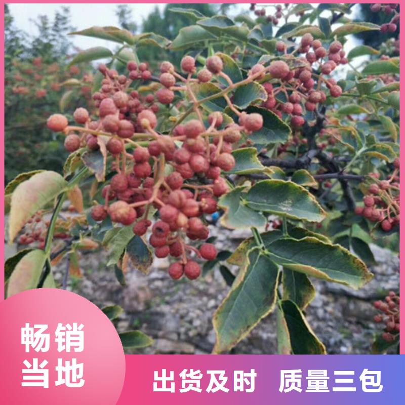 花椒苗-梨树苗高标准高品质