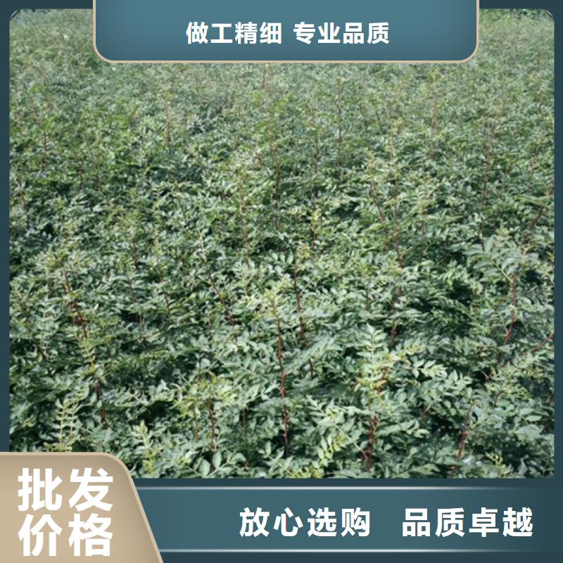 花椒苗梨树苗优质原料