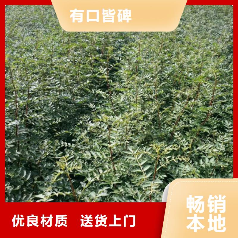 花椒苗梨树苗优质原料