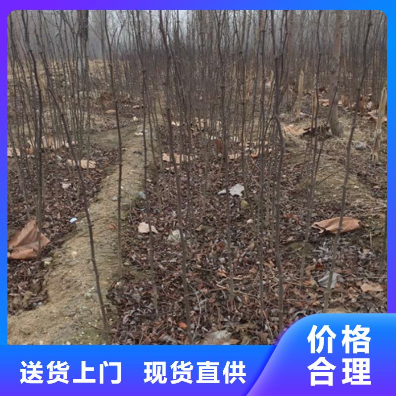 花椒苗梨树苗匠心工艺