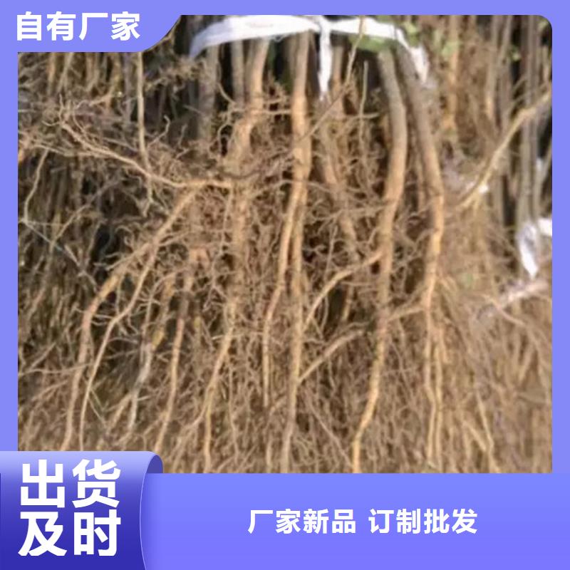 花椒苗,板栗苗专业生产团队