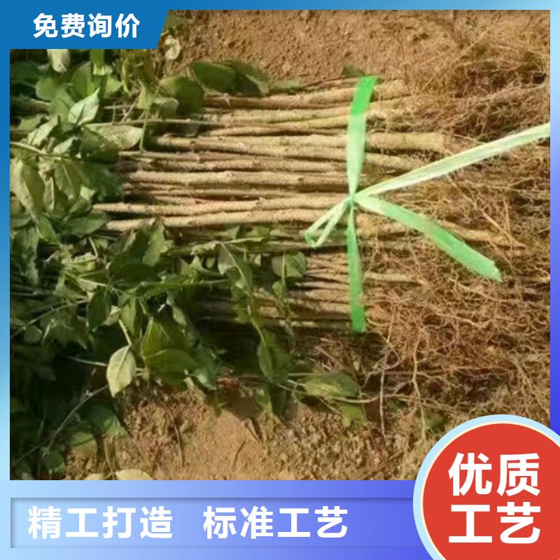 花椒苗-梨树苗品质保证