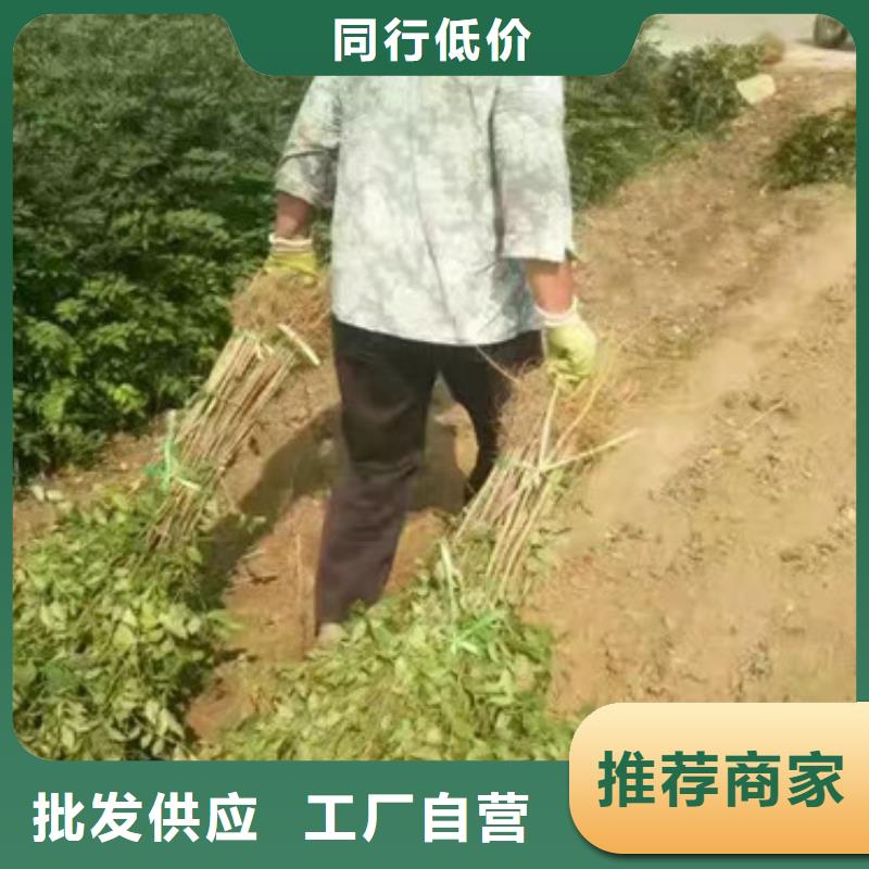 花椒苗,【桃树苗】多种规格供您选择