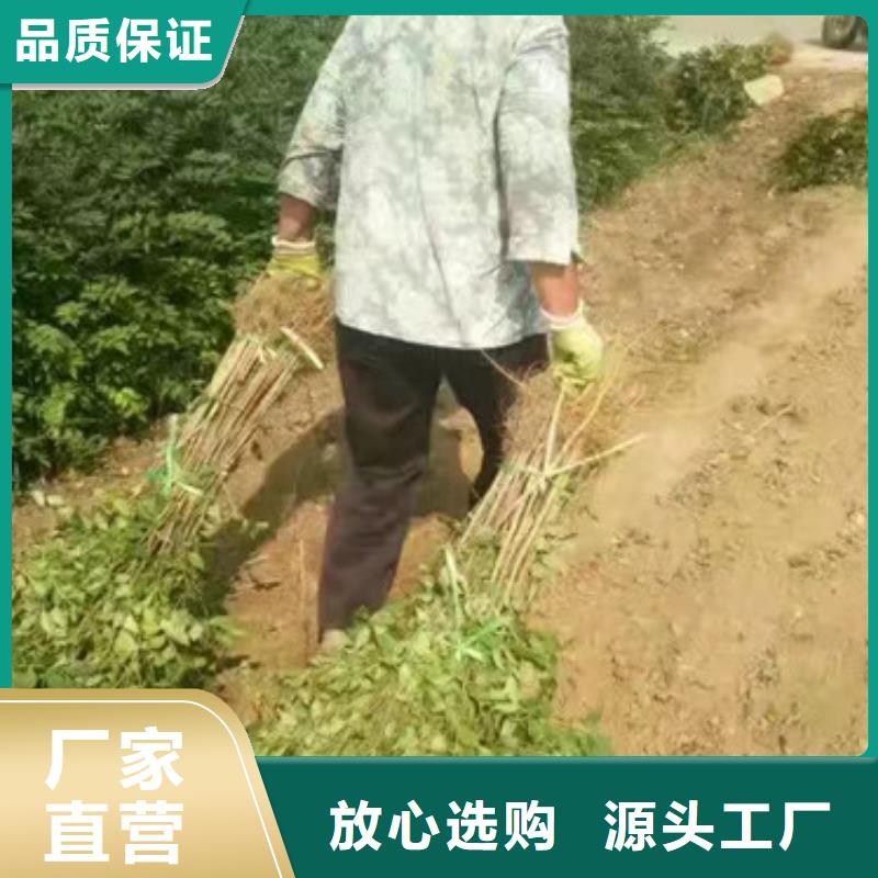 花椒苗梨树苗匠心工艺