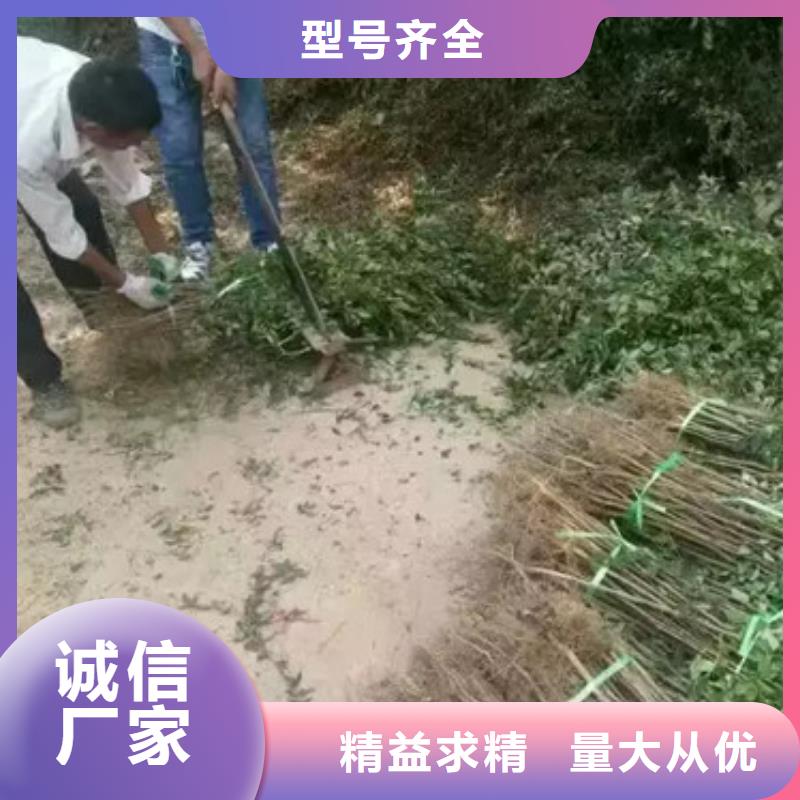 花椒苗梨树苗优质原料