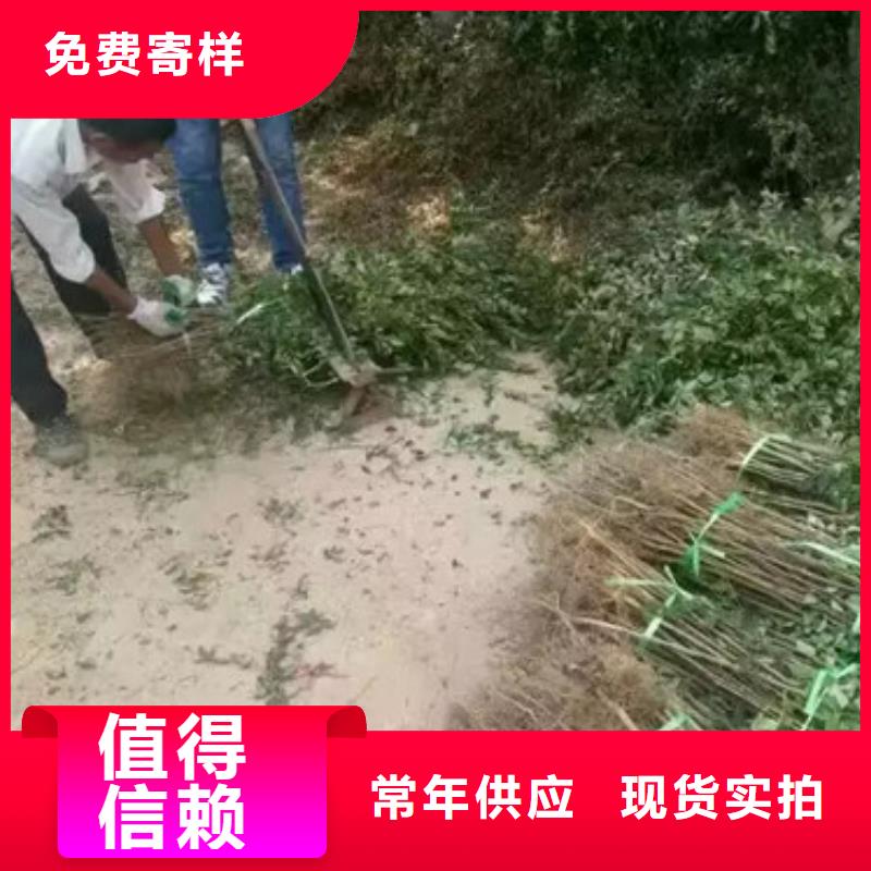 花椒苗梨树苗放心得选择