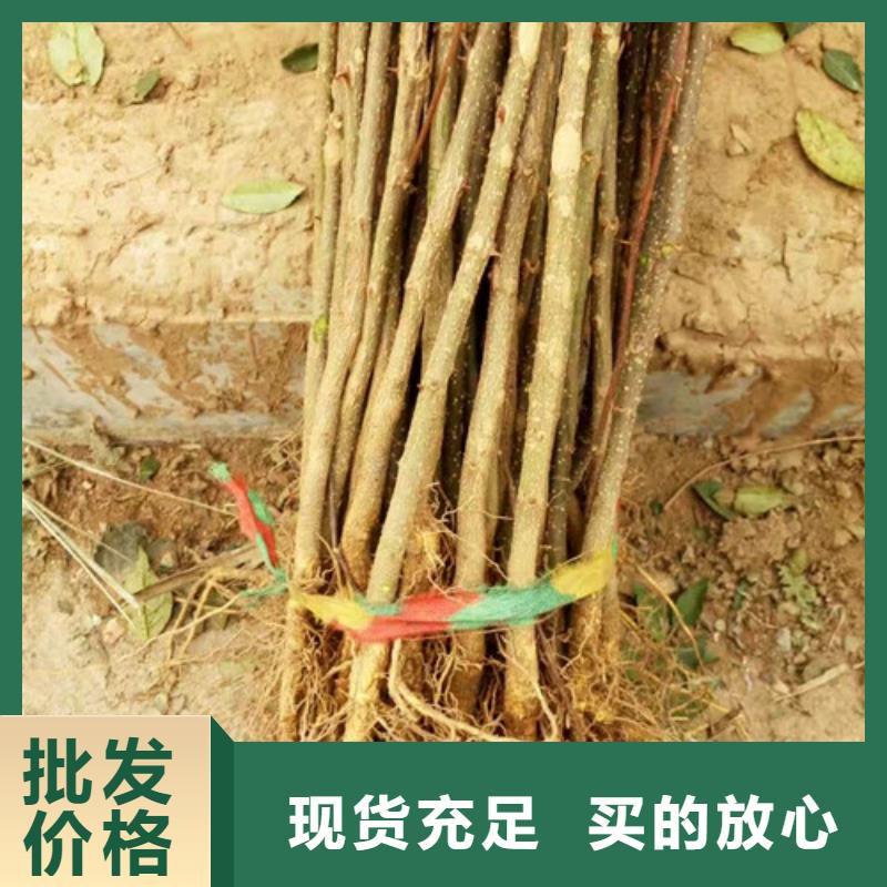 花椒苗_核桃苗型号全价格低