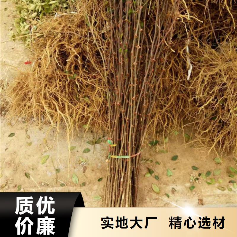 花椒苗梨树苗匠心工艺