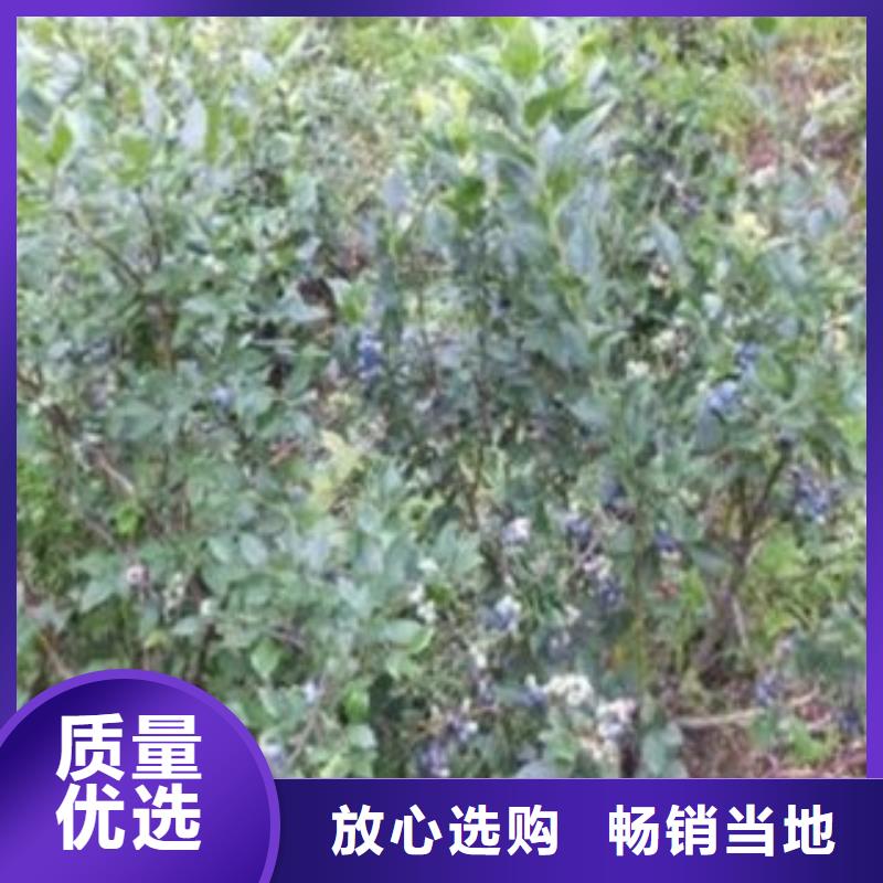 蓝莓苗支持拿样