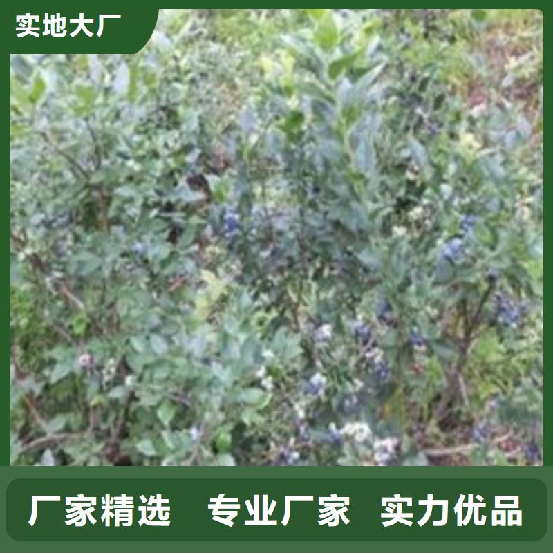 【蓝莓苗】花椒苗自产自销