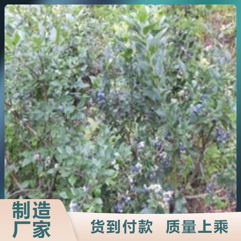 【蓝莓苗】-核桃苗满足您多种采购需求