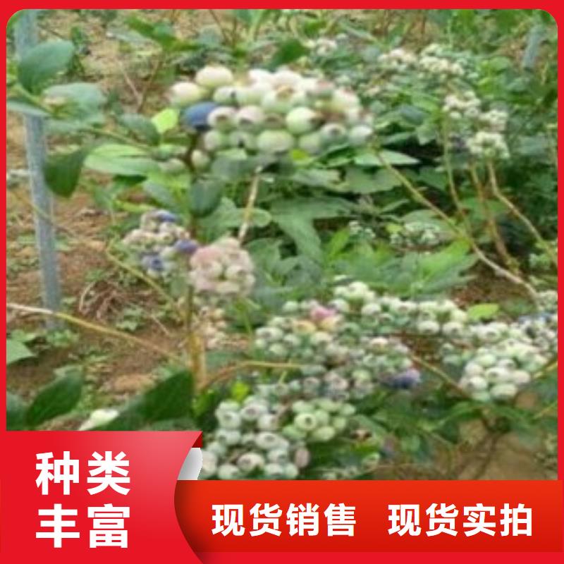 蓝莓苗【核桃苗】精选优质材料