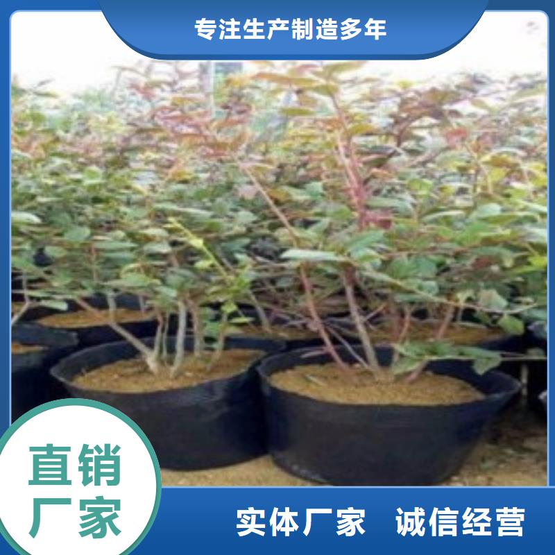 蓝莓苗【核桃苗】精选优质材料