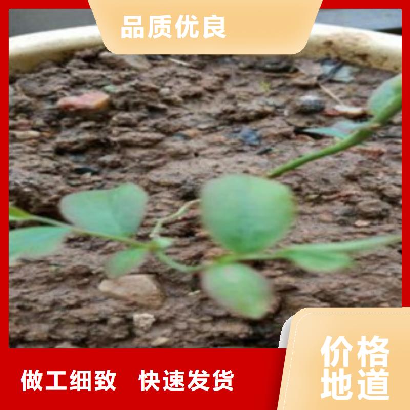 【蓝莓苗】-核桃苗严格把关质量放心