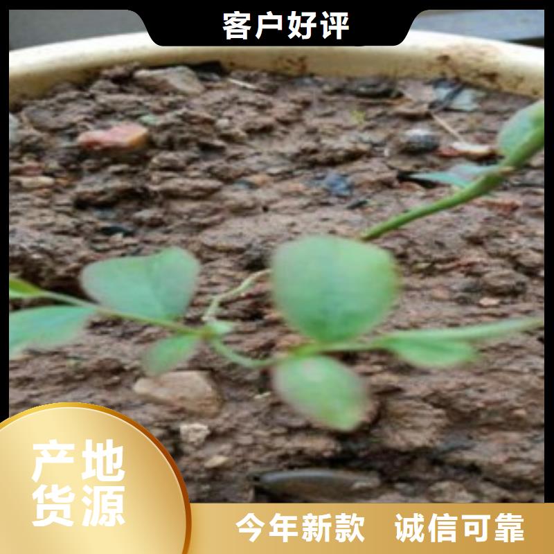 【蓝莓苗梨树苗质量不佳尽管来找我】