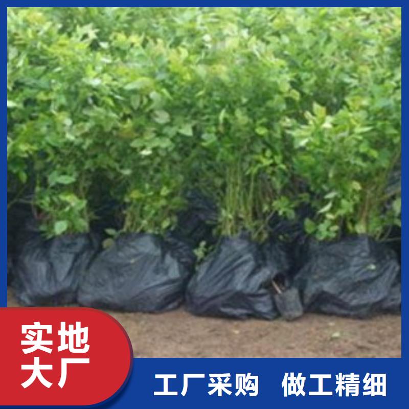 蓝莓苗_【花椒苗】工艺层层把关