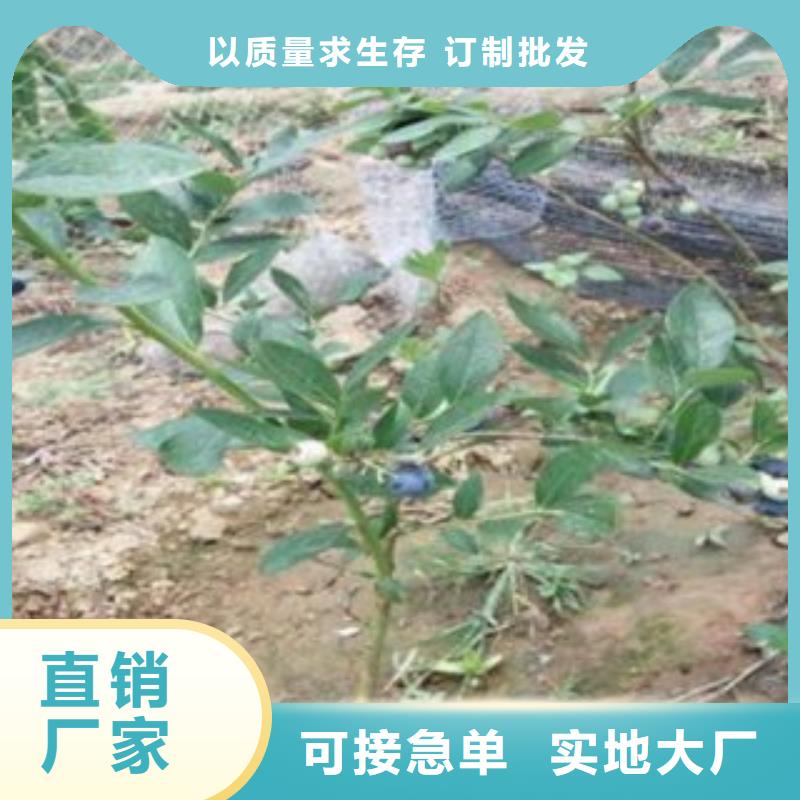 【蓝莓苗】-核桃苗严格把关质量放心