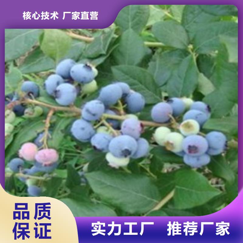 蓝莓苗花椒苗实力公司