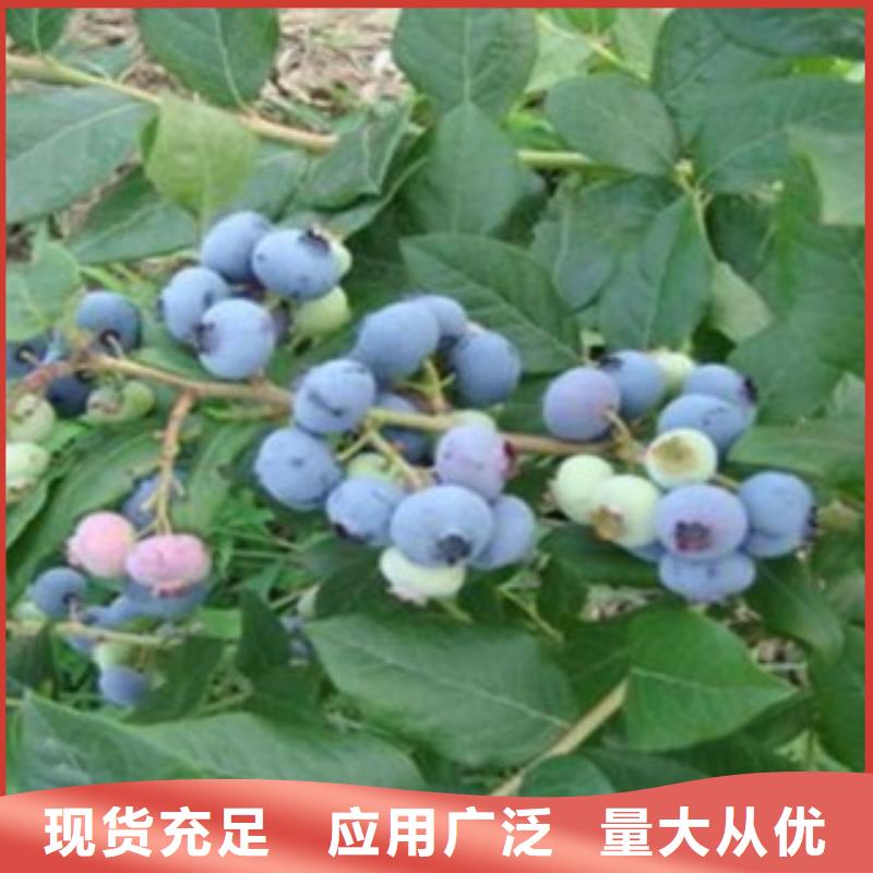 蓝莓苗支持拿样