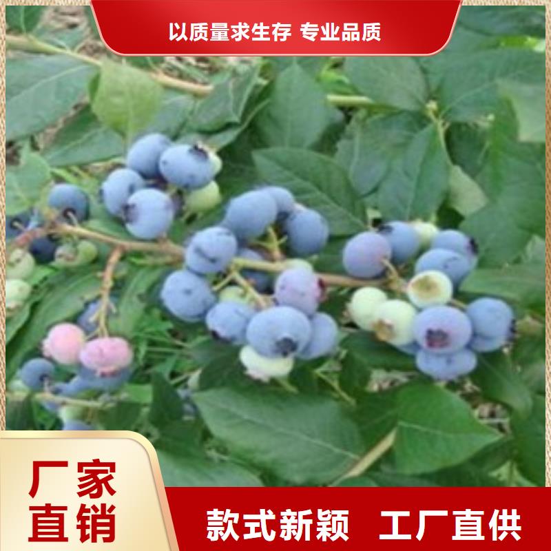 【蓝莓苗】-核桃苗严格把关质量放心