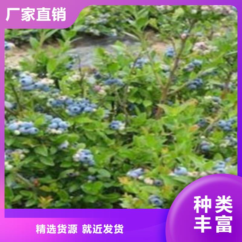 蓝莓苗支持拿样