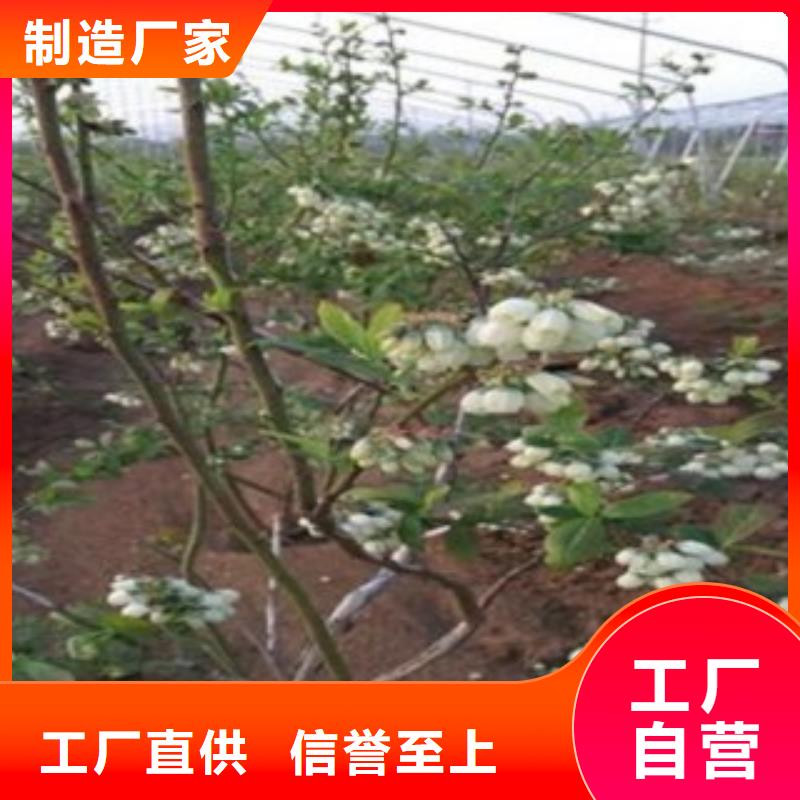 蓝莓苗,花椒苗优质材料厂家直销