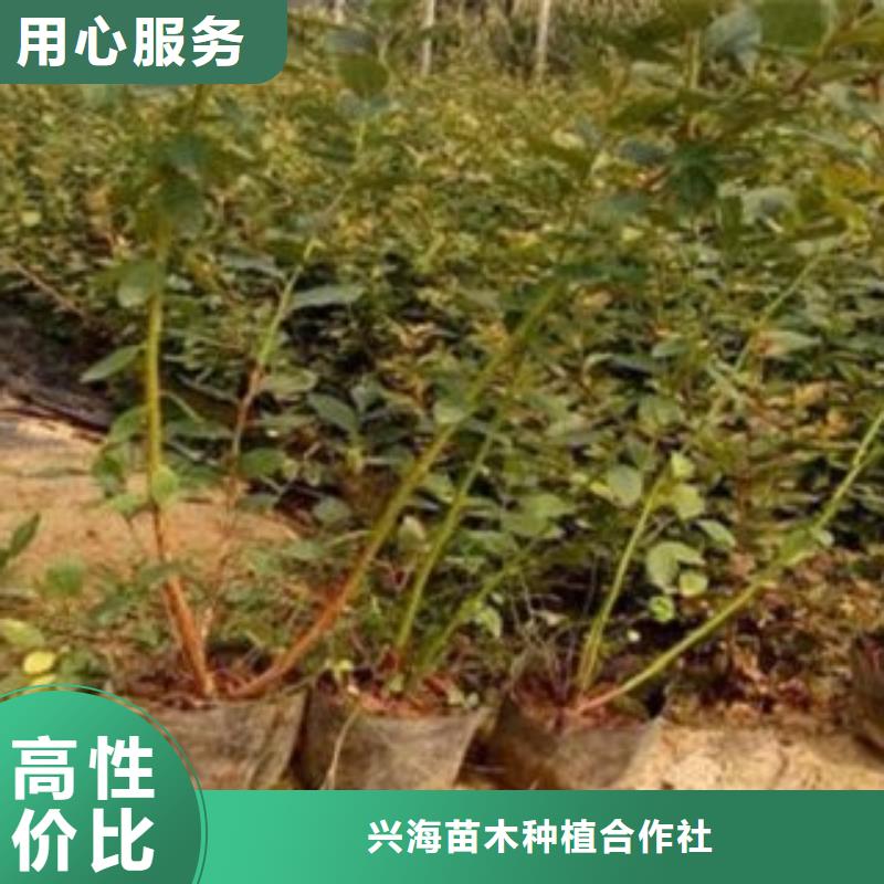 蓝莓苗花椒苗好产品不怕比