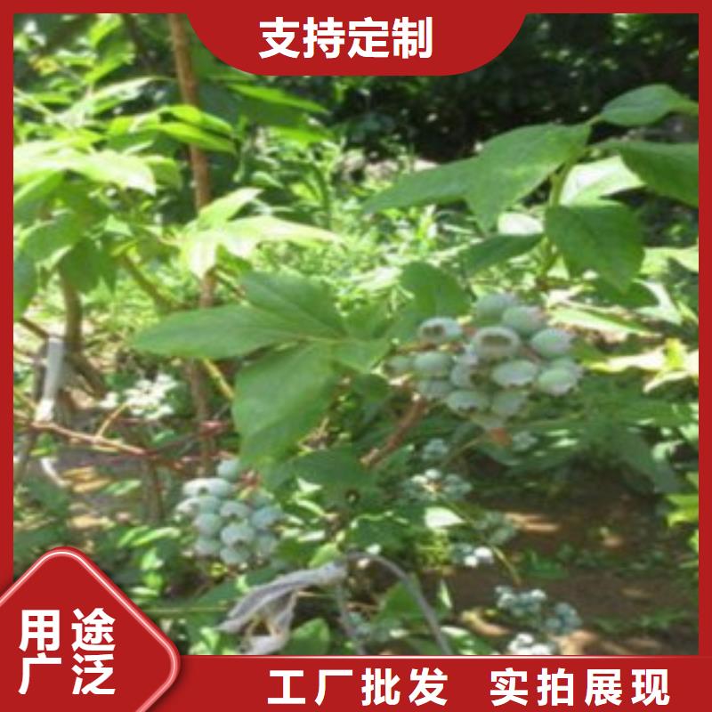 蓝莓苗支持拿样