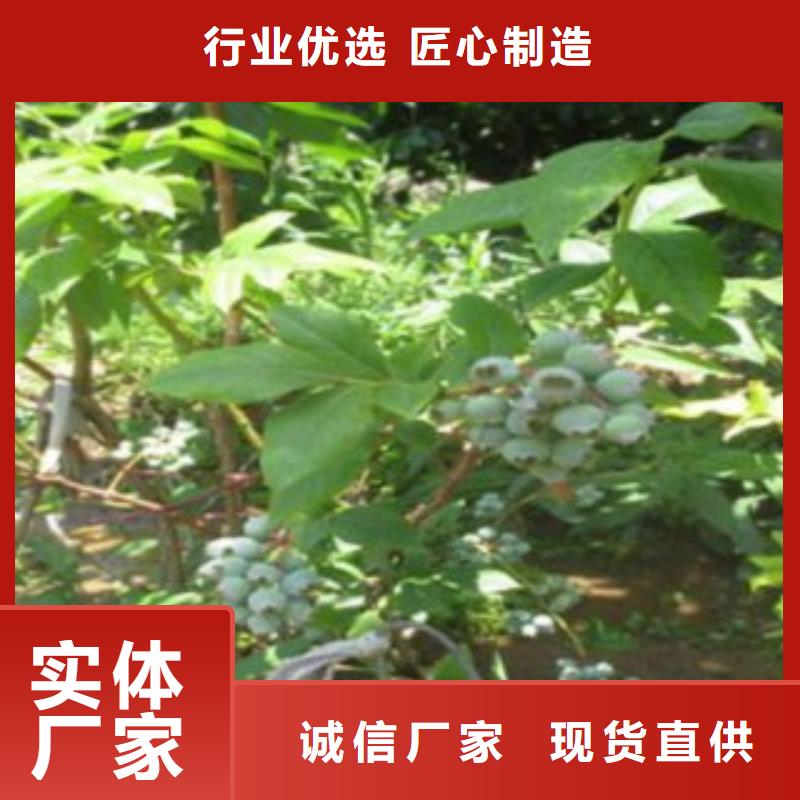 蓝莓苗支持拿样