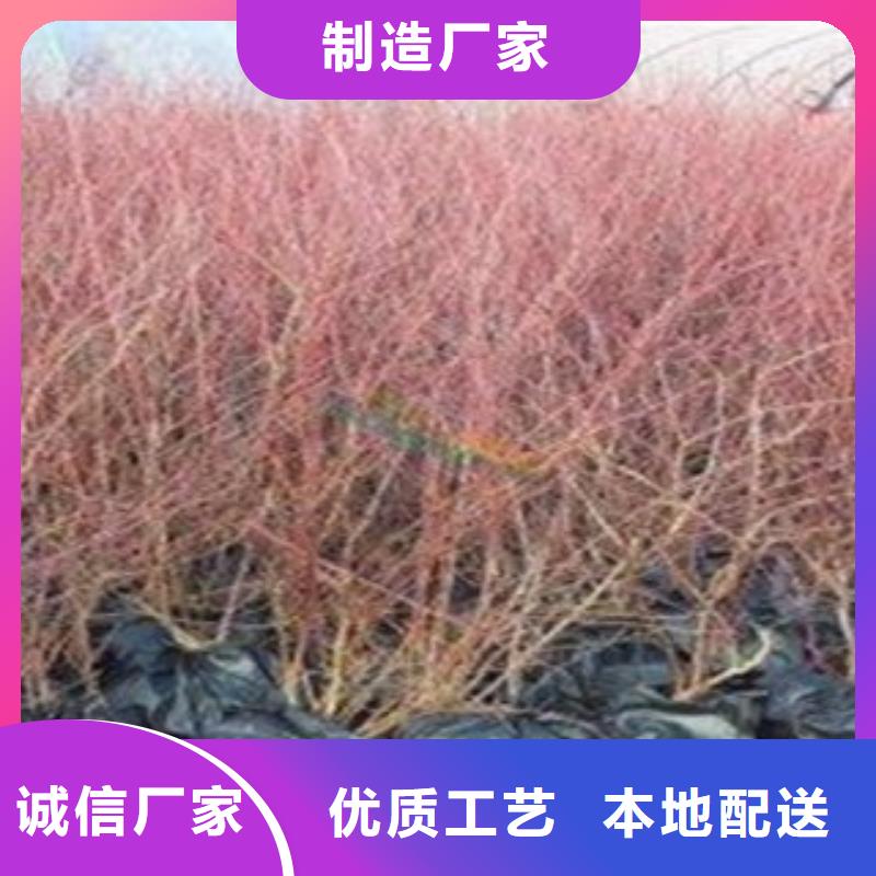 蓝莓苗_【花椒苗】工艺层层把关