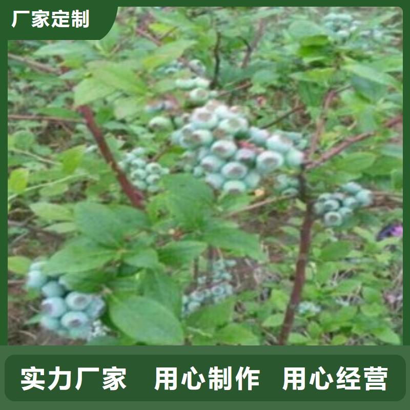 蓝莓苗-梨树苗款式新颖