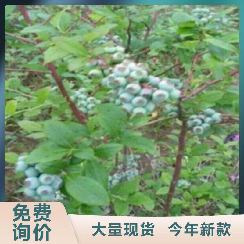 蓝莓苗精选货源