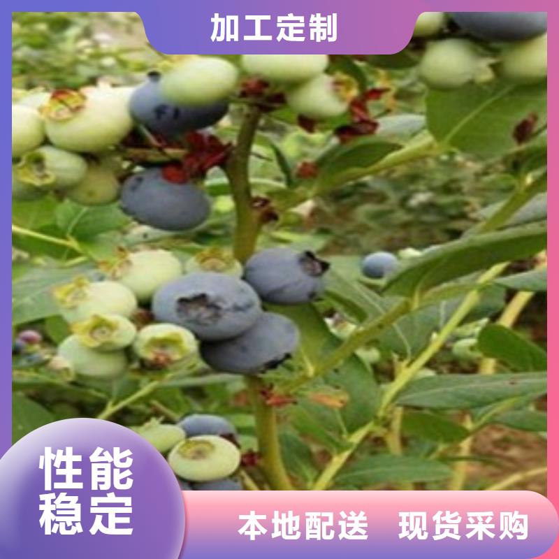 蓝莓苗【桃树苗】品质商家