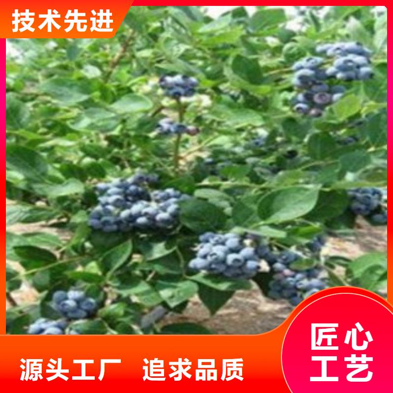 蓝莓苗梨树苗品质优良