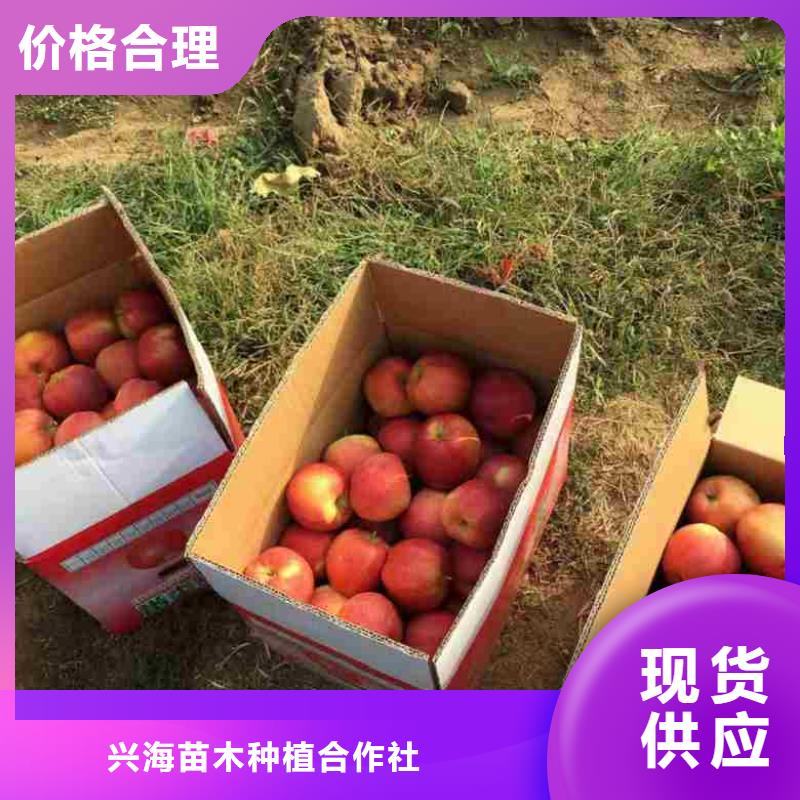 苹果苗_梨树苗专业供货品质管控